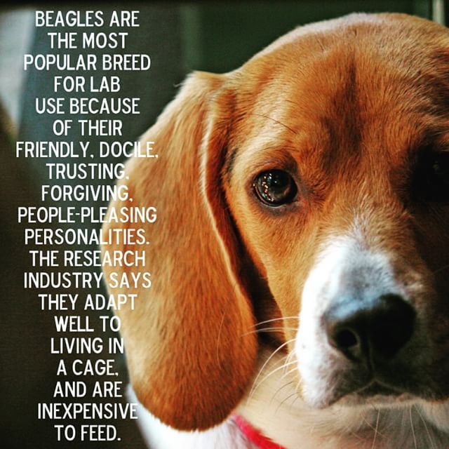 Beagles Adoptdontshop Stopanimalcruelty With Images Animal