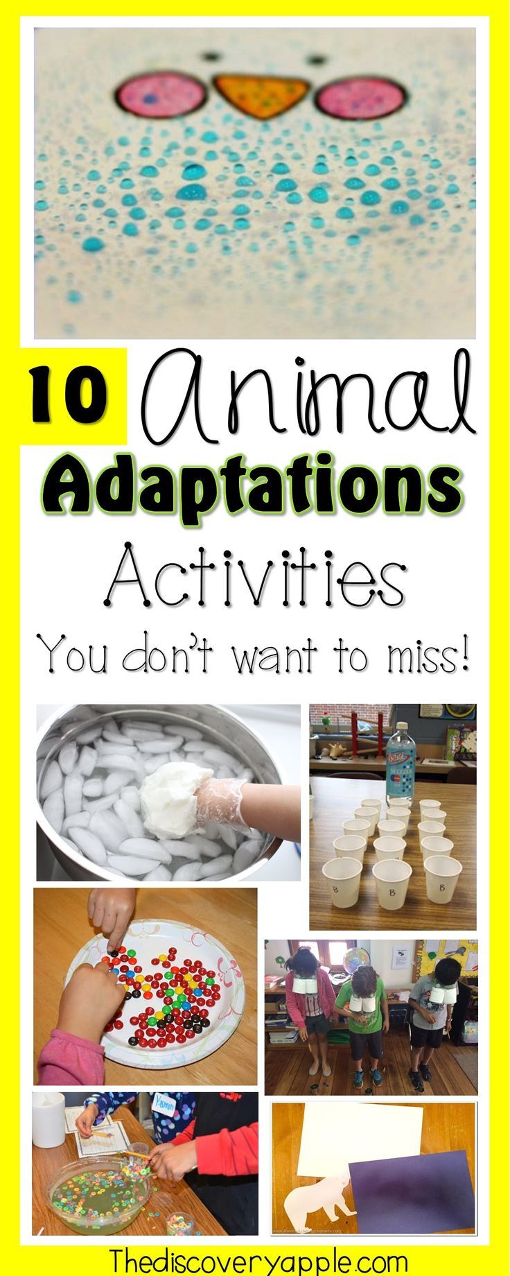 animal adaptations worksheets 5th grade