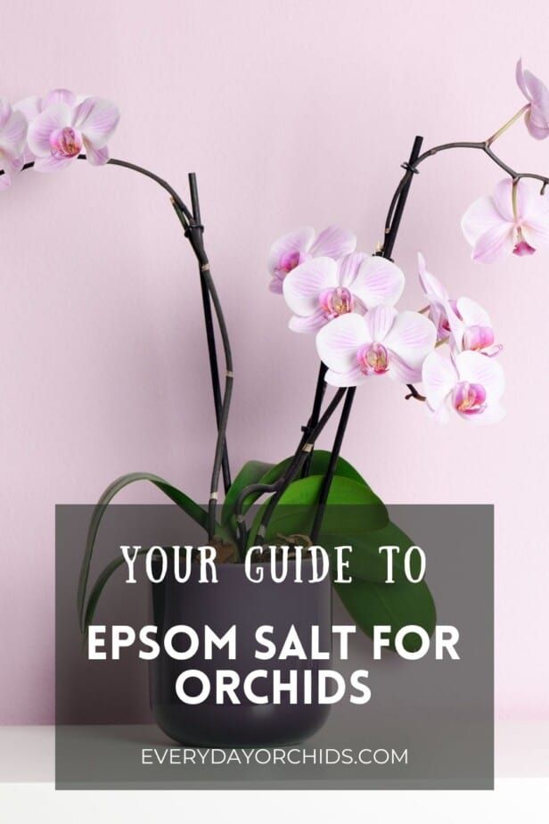 How To Use Epsom Salt On Your Orchids Everyday Orchids Orchid Plant epsom-salts-gold-cross