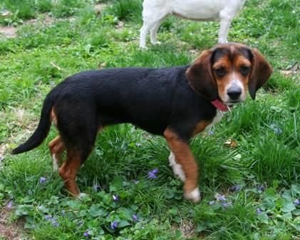 Adopt Ginger Henderson On Beagle Mix Adoptable Beagle Beagle Dog