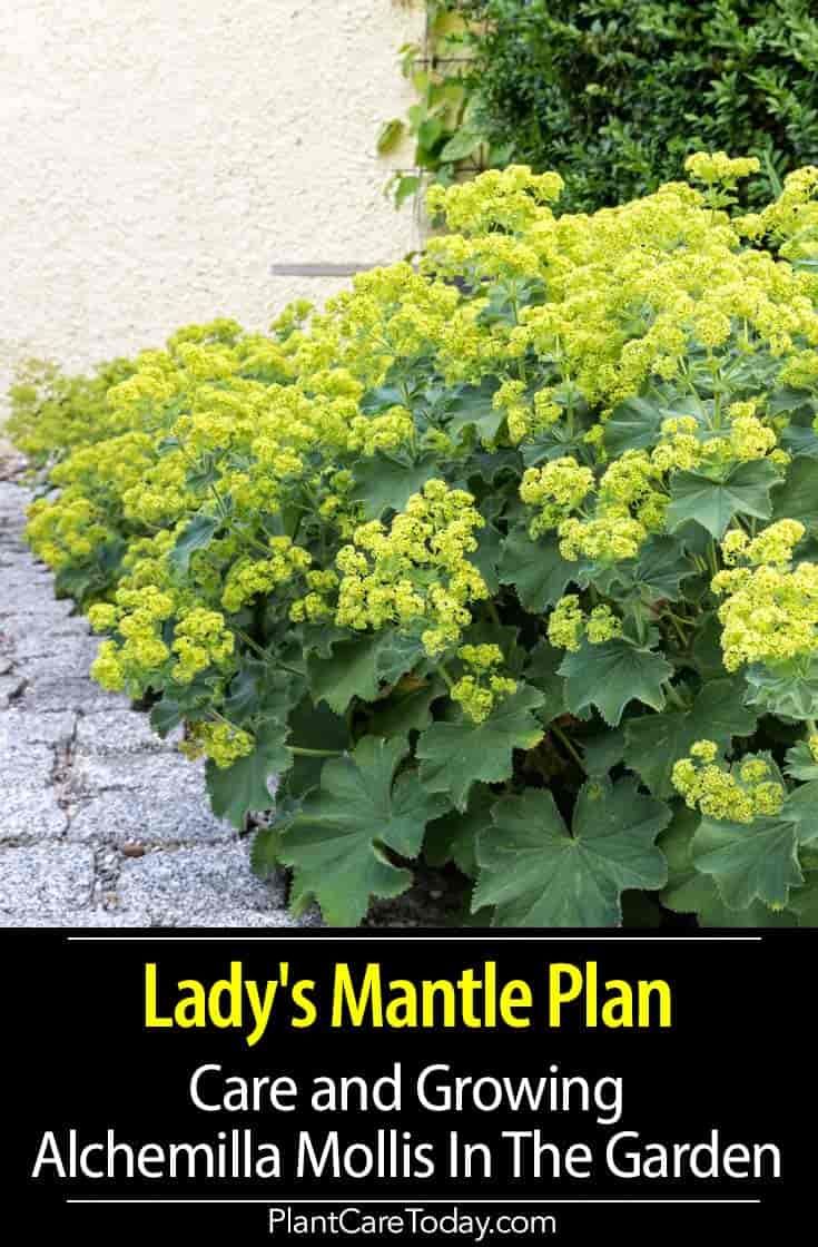 Lady's Mantle Plant: Care and Growing Alchemilla Mollis In The Garden