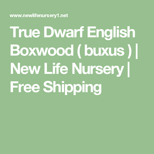True Dwarf English Boxwood Buxus New Life Nursery True Dwarf English Boxwood Buxus New Life Nursery