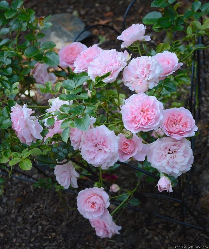 'The Fawn' Rose Photo Rose, Rose photos, David austin roses
