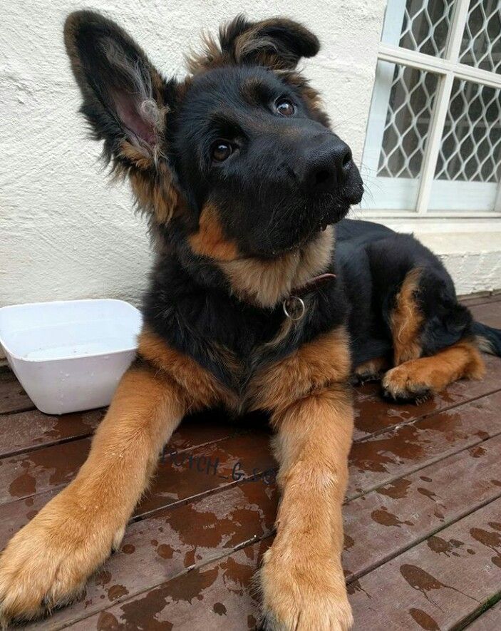 Teach Your Puppy To Walk On A Leash Cute Dogs Puppies Cute Dog