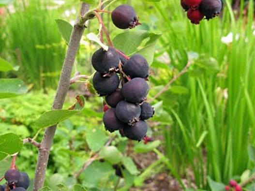pics Saskatoon Berry Identification pinterest