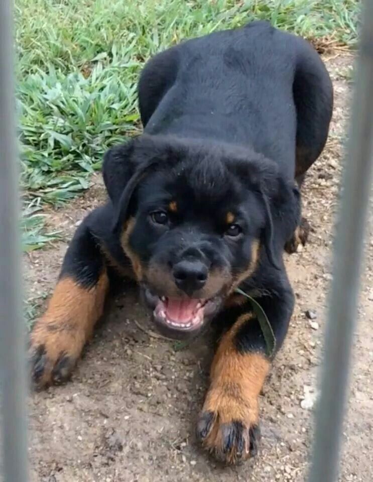 Rottweiler Dog Breed Information Rottweiler Puppies Rottweiler