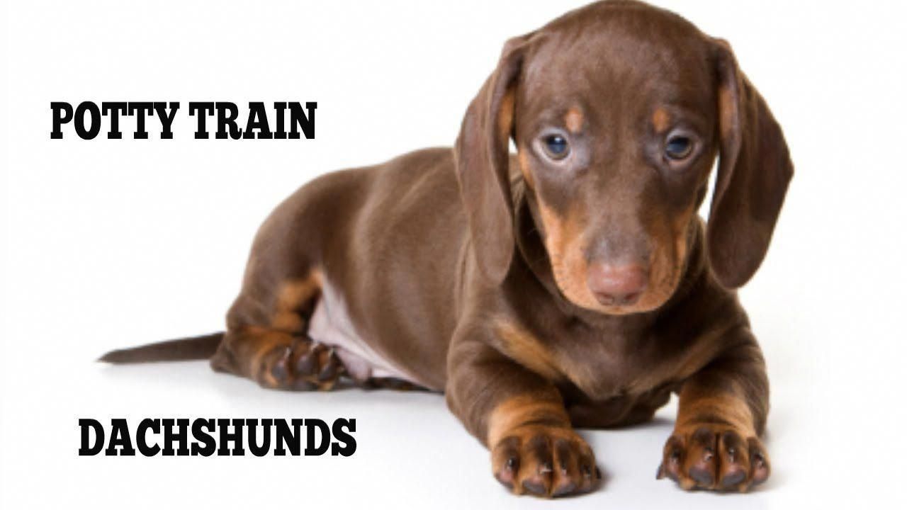 How To Easily Potty Train Dachshunds Pottytrainingpuppy