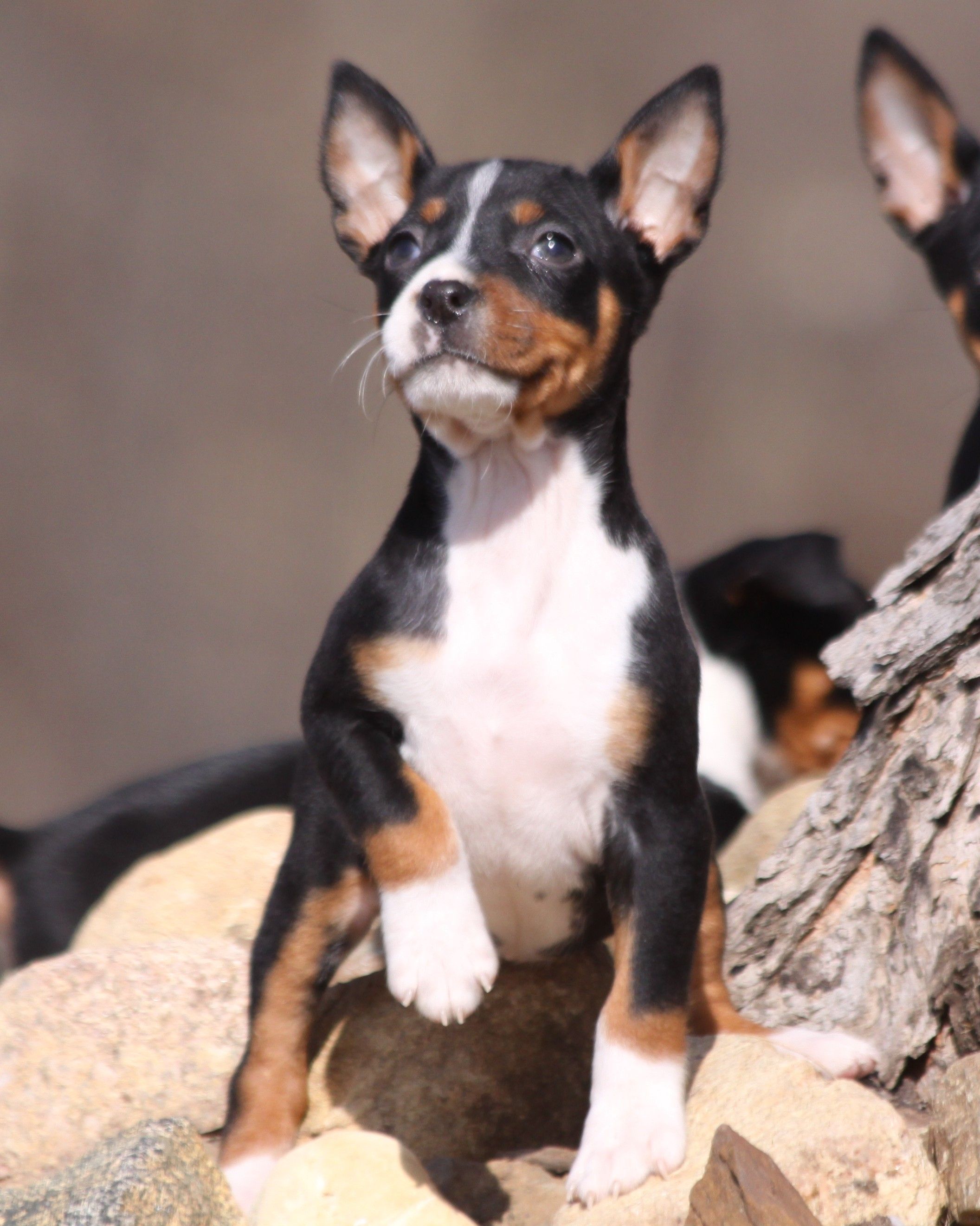 Pets Indoor Pets Dogs Happy Animals
