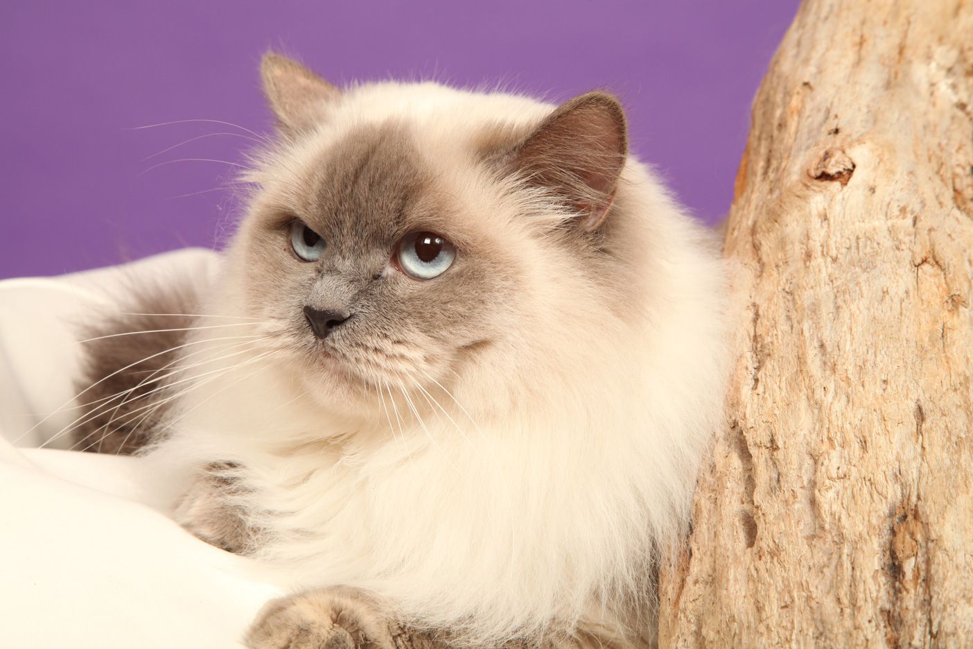 Nos Femelles Siberiennes Classiques Et Neva Masquerade Siberien Chats Et Chatons Femelle