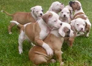 Image Search Results For Johnson American Bulldogs American