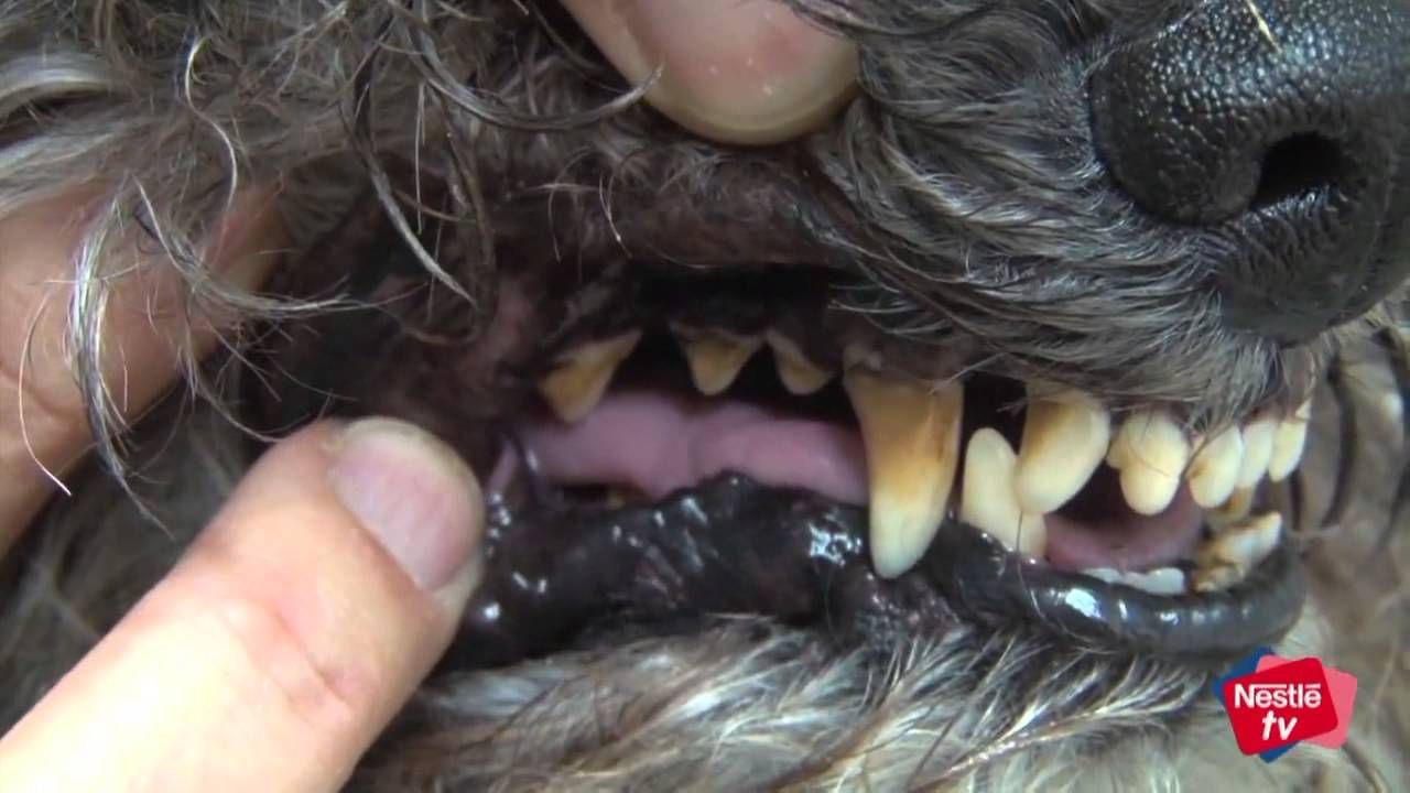 sarro dental en los perros