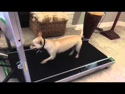 Peoria Dog Training K9katelynn Teaches Chica Chihuahua Mix