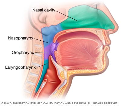 anatomi hpv oropharynx pharynx risk epiglottis undetectable mulut faring educate quizlet orofaring thyroid tonsils mayoclinic myhealth cram diari kecik oral