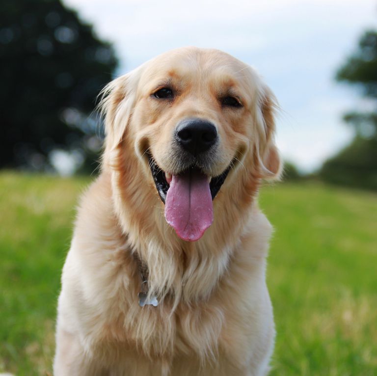 The 10 Best Dog Friendly Cities In The Uk Have Been Revealed Dog