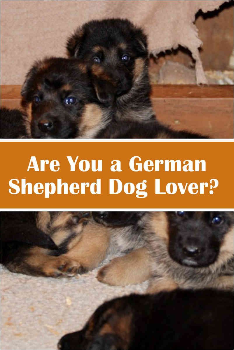 10 Phenomenal German Shepherd Choosing Feeding Socializing