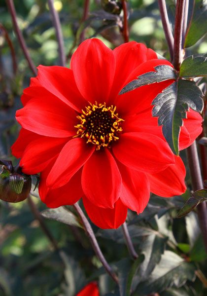 Heirloom Dahlia Bulbs Dahlia Herbaceous Perennials Planting Bulbs