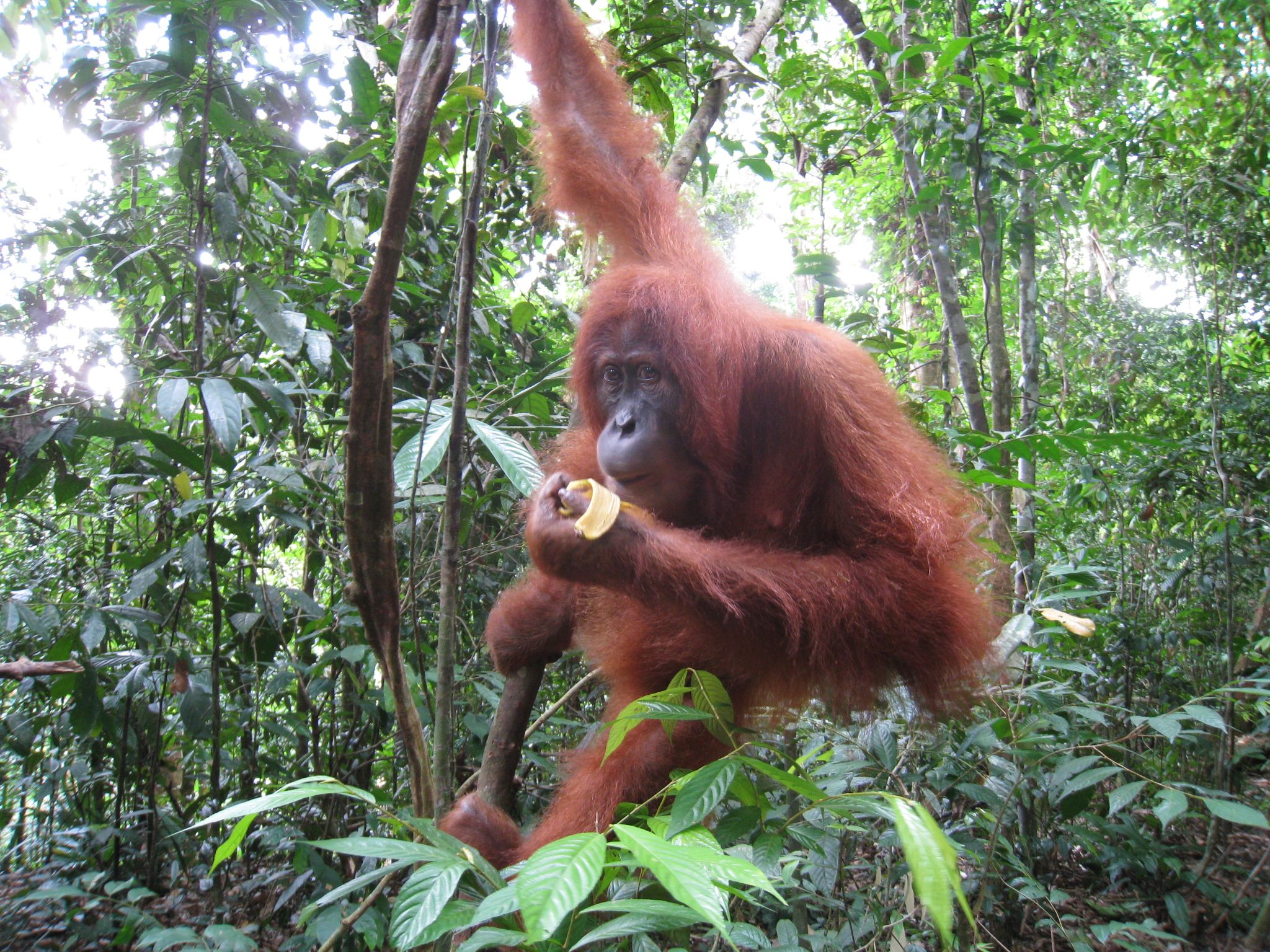 african jungle animals real jungle animals pictures amimales