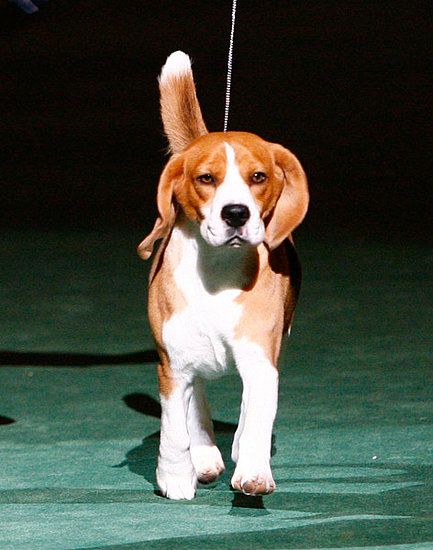 Uno The Beagle The Big Winner At Westminster Dog Show 2012
