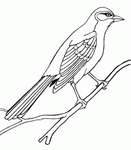 4700 Top Mockingbird Coloring Pages Download Free Images 4700 Top Mockingbird Coloring Pages Download Free Images