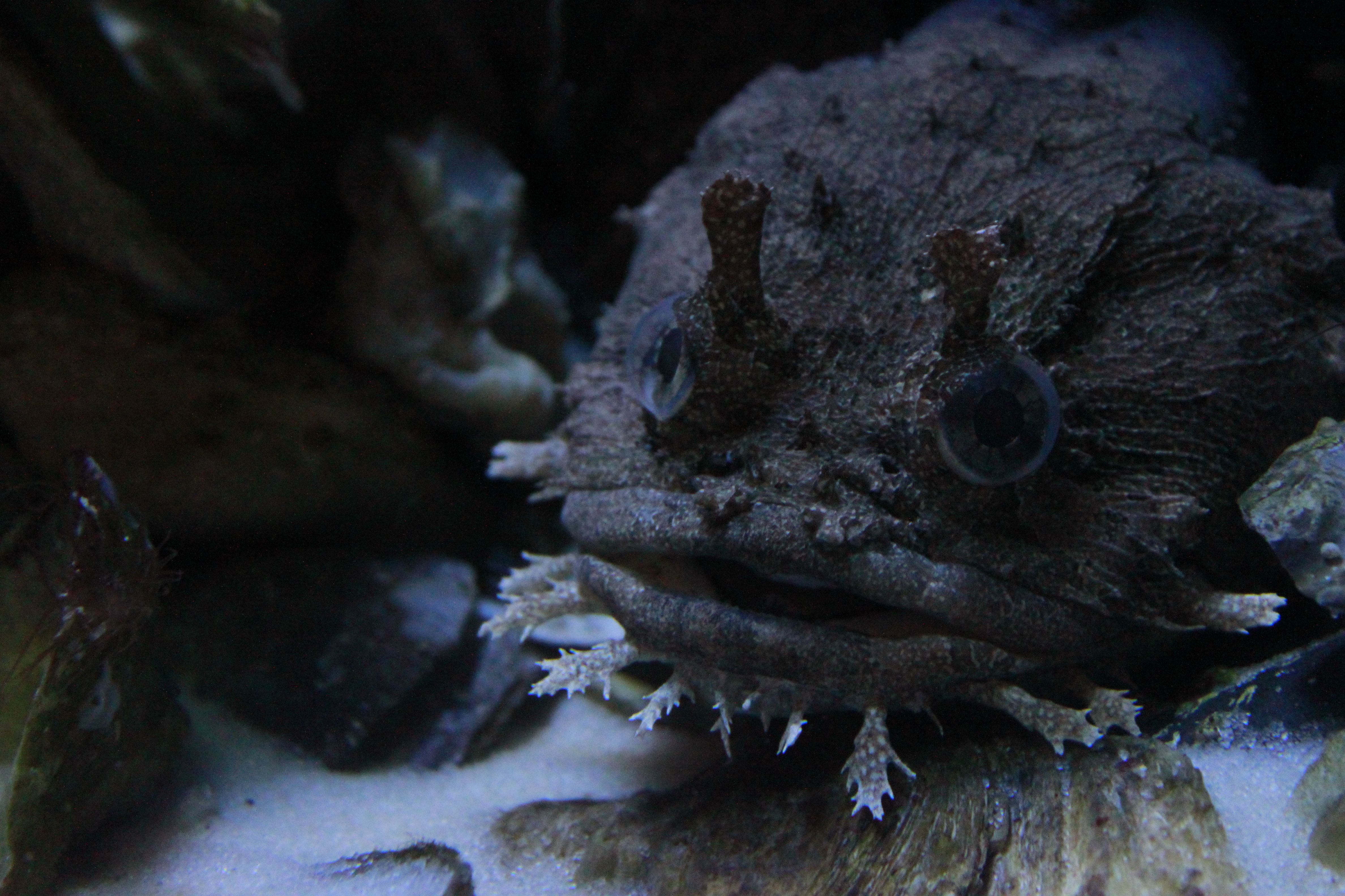 Jenks Aquarium | Jenks aquarium, Oklahoma aquarium, Aquarium