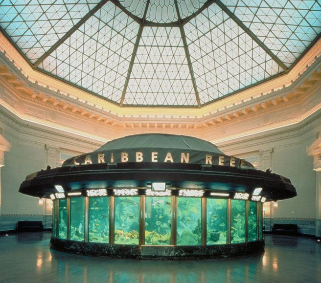 Shedd Aquarium Exhibits The Caribbean Reef - D464b52b11e023a7c438fab123Dc9D4D