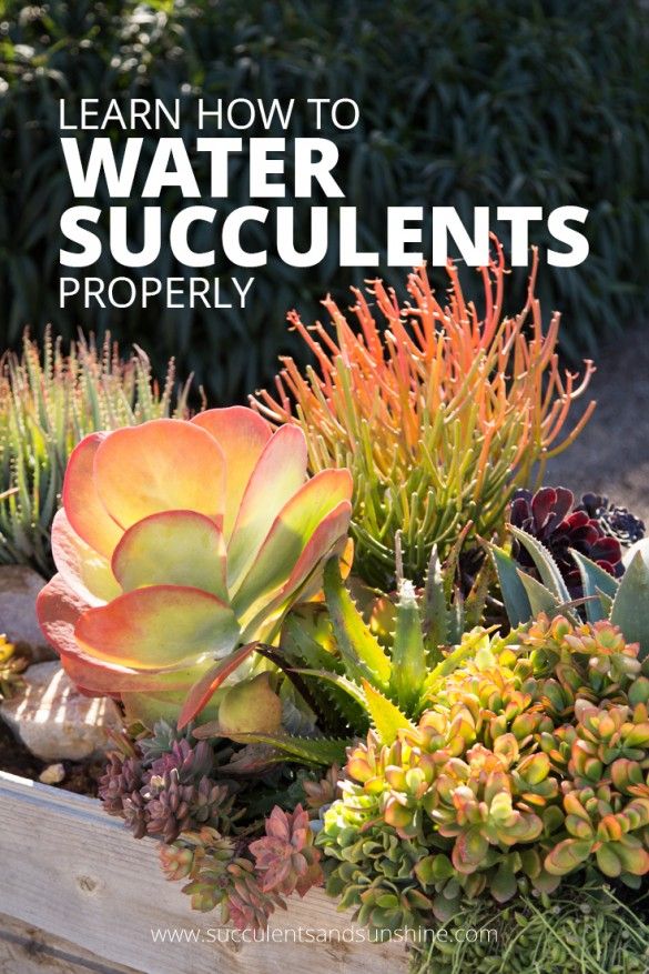 indoor steingarten ideen sukkulenten find out the best way to water succulents indoors and out how water succulent plants plantes pinterest pflanzen indoor steingarten ideen sukkulenten find out the best way to water succulents indoors and out how water succulent plants plantes pinterest pflanzen