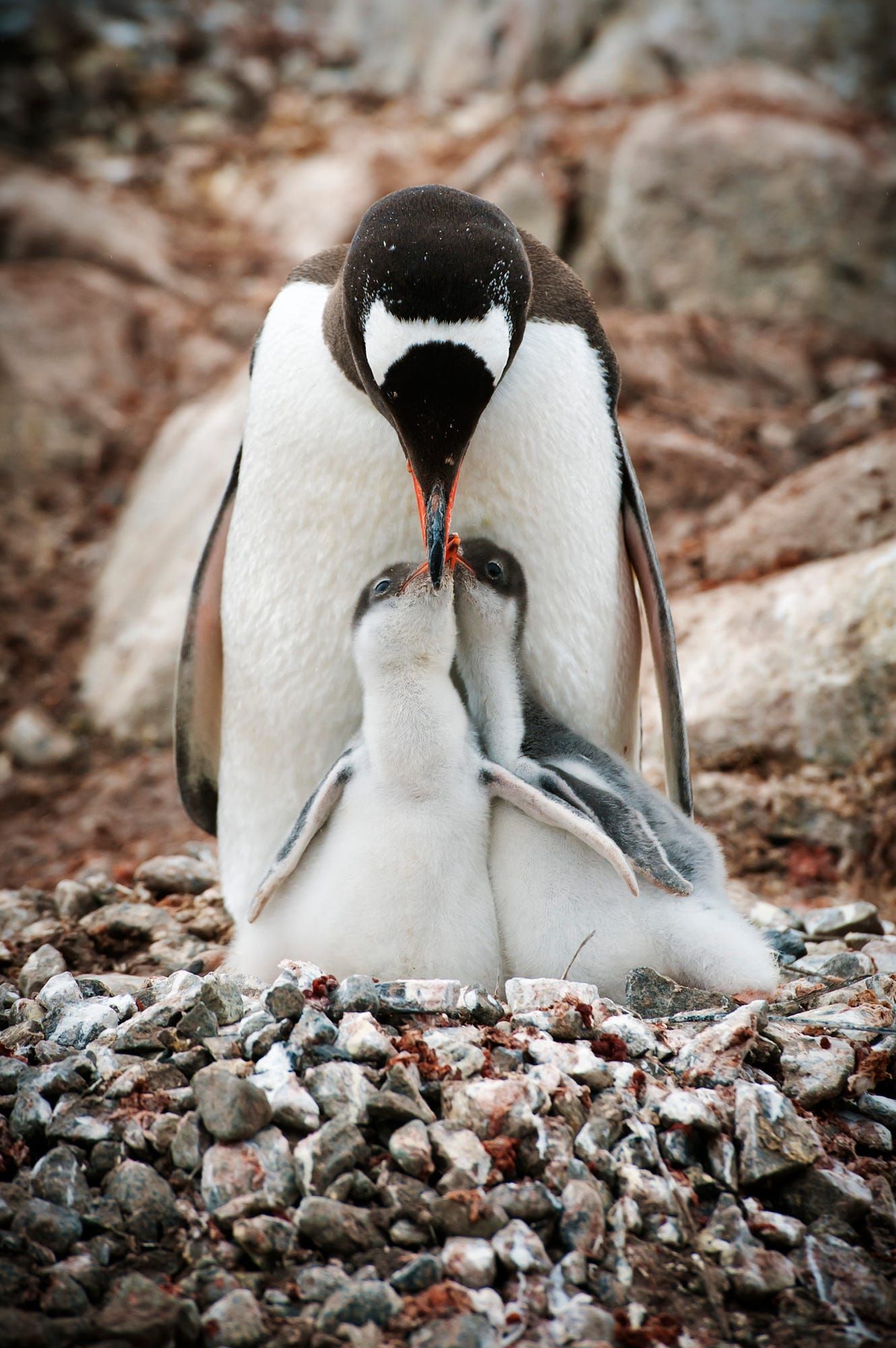 Gentoo Penguin Mom Feeding Her Chicks In Antarctica. | Penguins, Animals Beautiful, Pet Birds Gentoo Penguin Mom Feeding Her Chicks In Antarctica. | Penguins, Animals Beautiful, Pet Birds