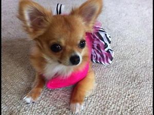 Tiny Purse Size Long Hair Apple Head Chihuahua Windsor Region