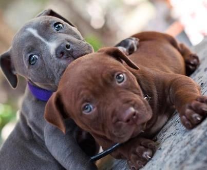 Pitbull Dogs Facts Temperament Pictures Of Amazing Pit Breeds