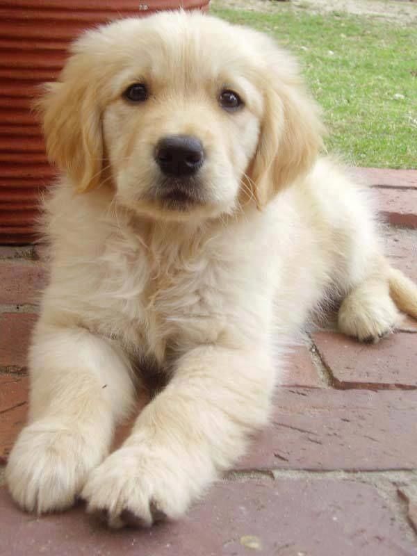 Get Wonderful Pointers On Golden Retrievers They Are Available