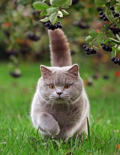Pin Auf Gesundheit Pflege Fur Katzen