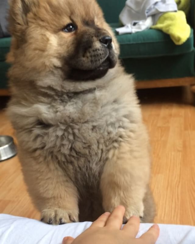 Paw Hand Chowchow Chow Puppy Puppylove Chowchowpuppy Chapo