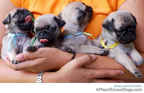 What A Cute Little Bunch Of Puglets Baby Pugs Cute Puppies