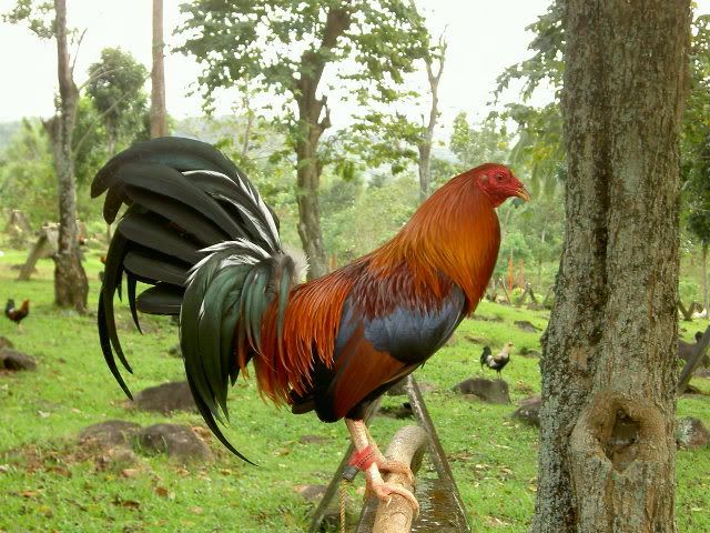 cock fighting johnny jumper rooster Davie archuleta news teen choice awards