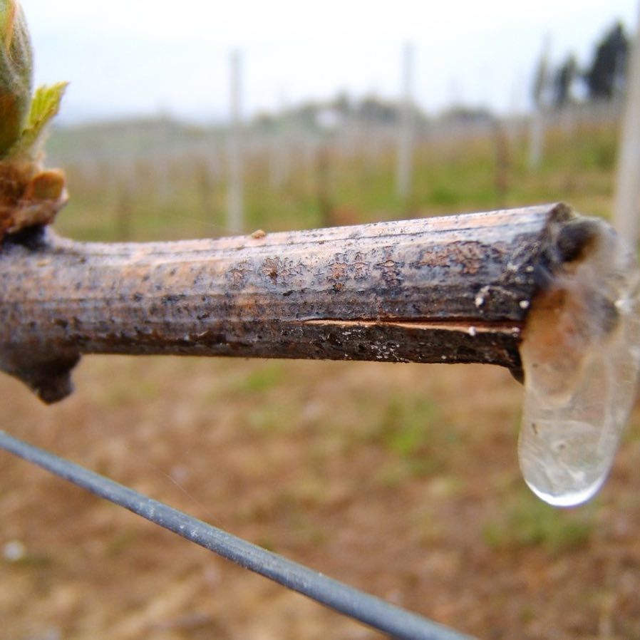 Removal Of Water From The Soil By Epidermal Cells Of Roots And