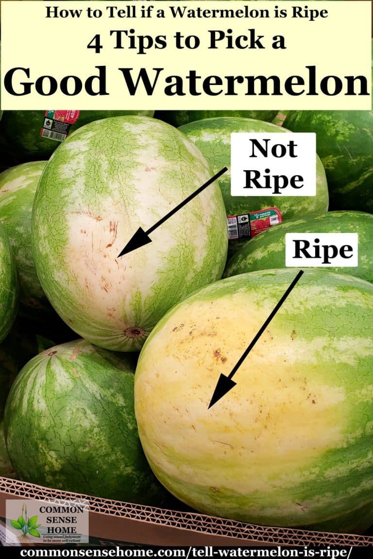 Easy tips to teach you how to tell if a watermelon is ripe