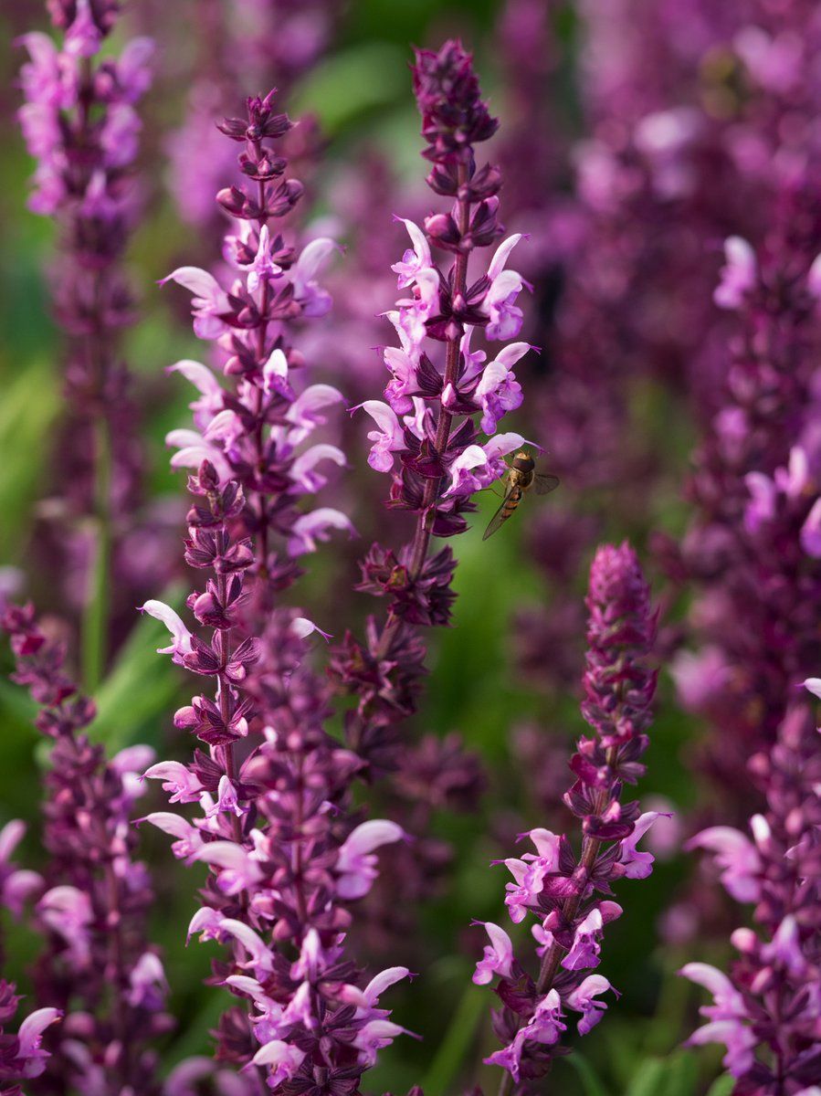 SALVIA x sylvestris Rose Queen Hardy plants, Plants
