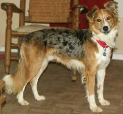 Border Collie Coat Variations Dog Breed Border Collie Collie