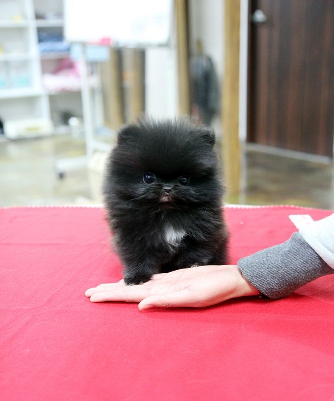 Black Pomeranian Puppies, Schipperke Puppies, Mini Puppies, Teacup Pomeranian, Super Cute Puppies, Yorkie Dogs, Puppies And Kitties, Teacup Puppies, Cute Dogs