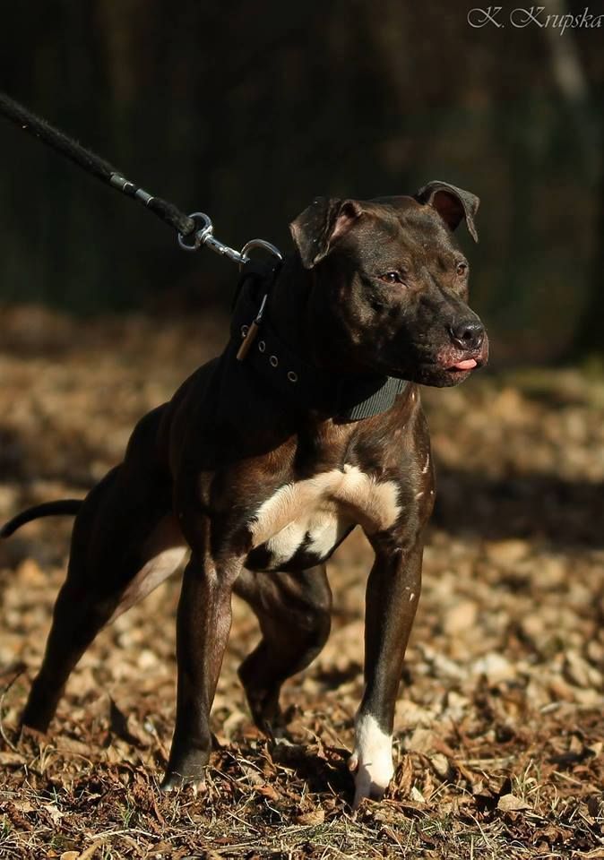 Pin By Boone Boone On Dogs Pitbull Terrier Dog Games Pitbulls