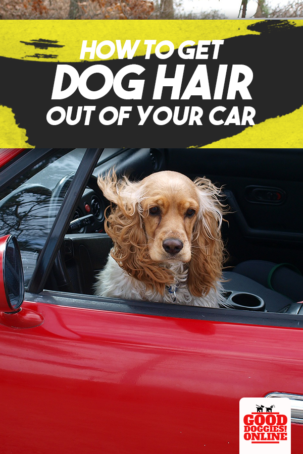 How to Get Dog Hair Out of Your Car | Dog hair, Big dog ...