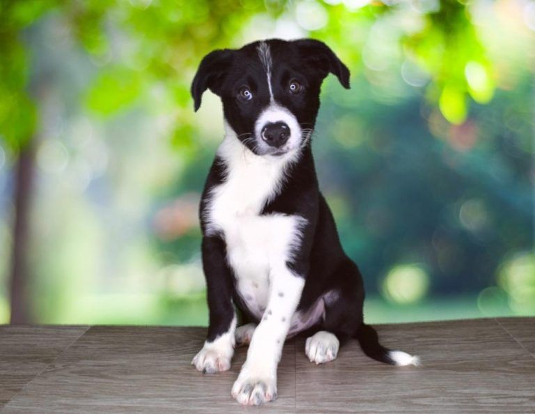 Available Dogs For Sale Puppies Dogs Dogs For Sale