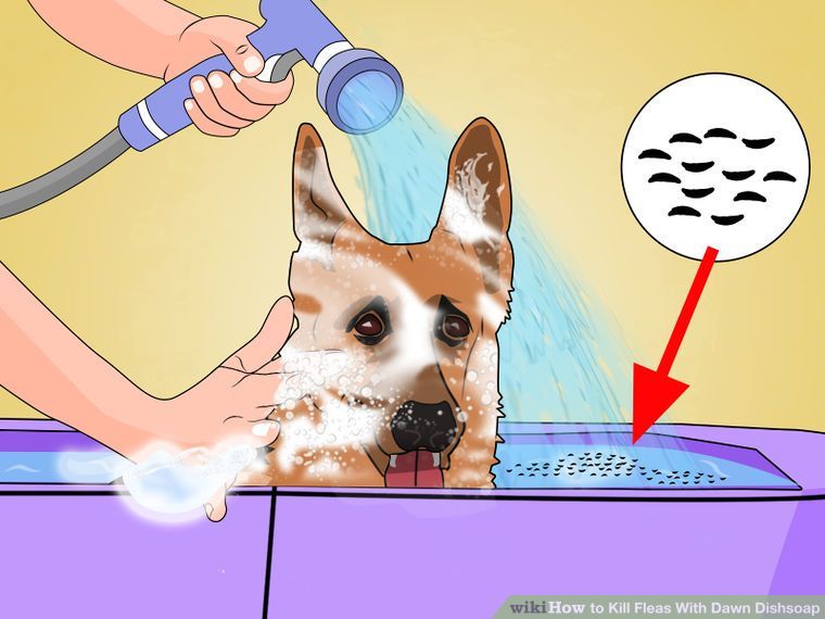 Can You Use Dawn Dish Soap On Dogs To Kill Fleas 5 Ways To Kill Fleas On Dogs With Dawn Dish Soap Kill Fleas On Dogs Flea Bath For Dogs Flea Remedies