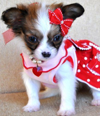 Tiny Papillon Puppy 20 Oz Princess Sold Moving To Brookesville Tiny Papillon Puppy 20 Oz Princess Sold Moving To Brookesville