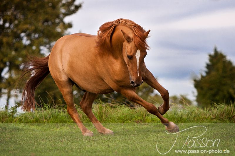 incomodidad del caballo bronx ny incomodidad del caballo bronx ny