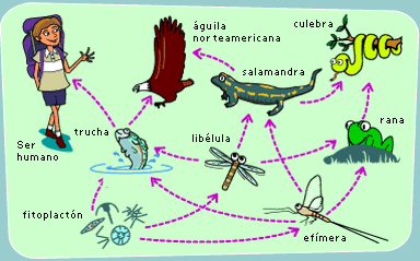 5 Cadena Alimenticia Seres Vivos 4to Grado Food Web Science For Kids Food Chain
