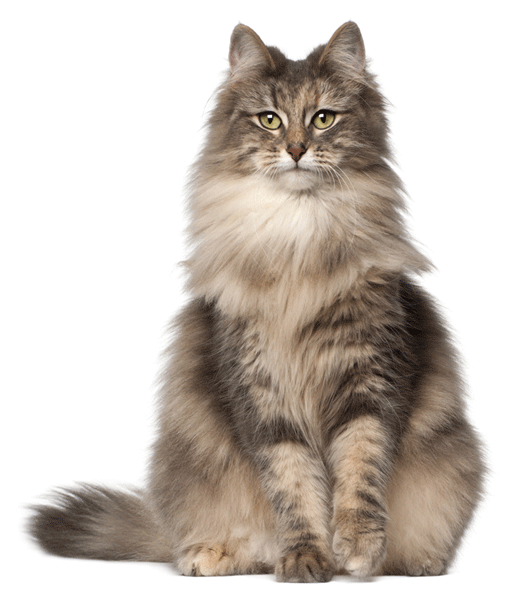 The Cat Breed I Want Siberian Cat Siberian Cat Gorgeous Cats Norwegian Forest Cat