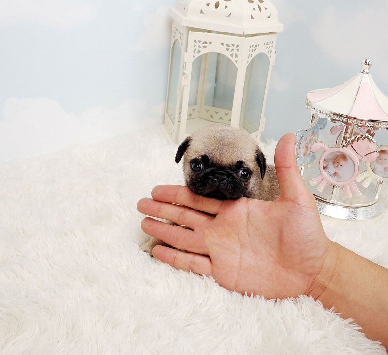 Max Micro Teacup Maltese Puppy Pugs Cat Adoption