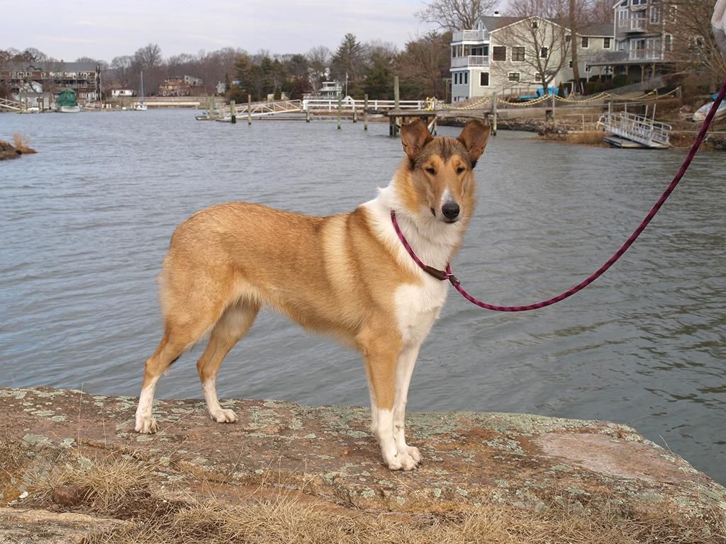 Smooth Collie Beautiful Sable Girl