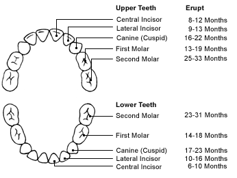 Worth A Look Teething Diagram Dental Hygiene Pinterest Teeth